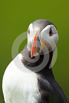 Atlantic puffin in Iceland