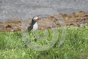 Atlantic puffin, IsafjÃÂ¶rdur, Iceland