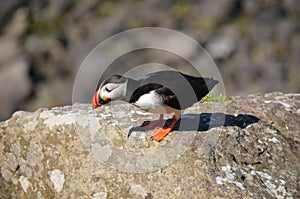 Atlantic Puffin, Isle of Lunga, Argyll, Scotland.