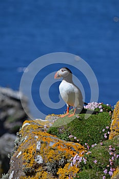 Atlantic Puffin, Isle of Lunga, Argyll, Scotland.