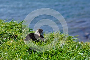 Atlantic puffin on the isle of Lunga in Scotland