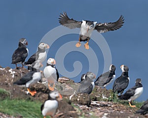 Atlantic puffin landing at nesting colony photo