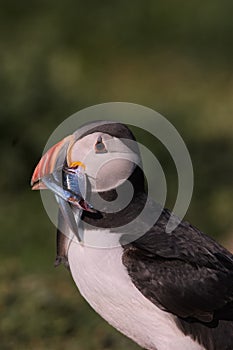 Atlantic Puffin with large sandeel in its beak