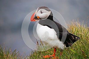 Atlantic Puffin in Latrabjarg cliffs, Iceland. photo