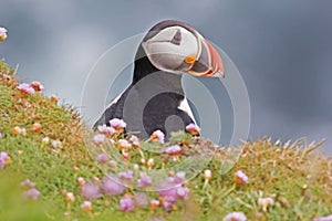 An Atlantic Puffin looks up from a cliff