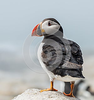 Atlantic Puffin in Maine