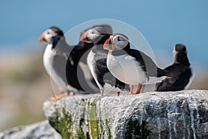 Atlantic Puffin in Maine