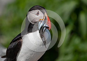 Atlantic Puffin in Maine