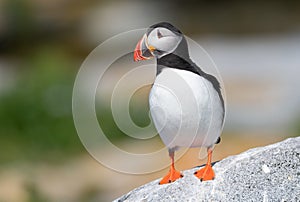 Atlantic Puffin in Maine