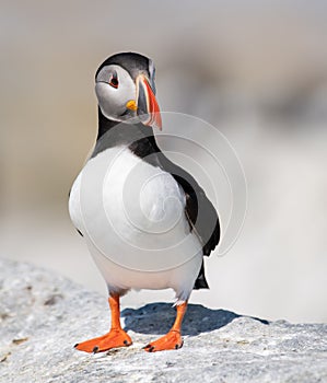 Atlantic Puffin in Maine