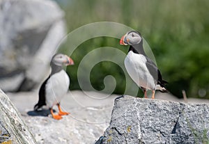 Atlantic Puffin in Maine