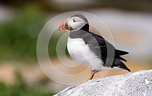 Atlantic Puffin in Maine