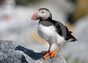 Atlantic Puffin in Maine