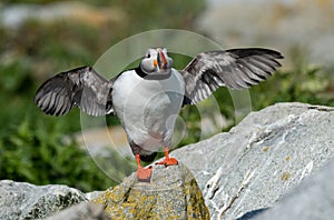 Atlantic Puffin in Maine