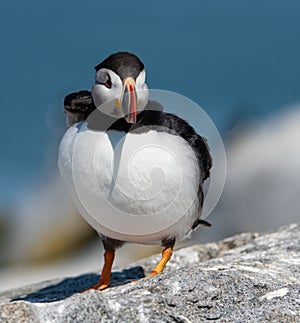 Atlantic Puffin in Maine