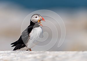 Atlantic Puffin in Maine