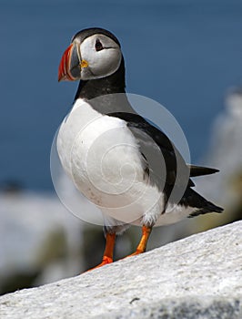 Atlantic Puffin in Maine