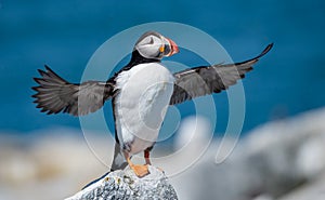 Atlantic Puffin in Maine photo