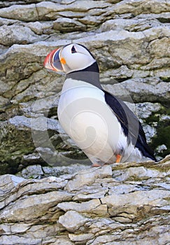 Atlantic puffin in Mingan Archipelago, Cote-Nord photo