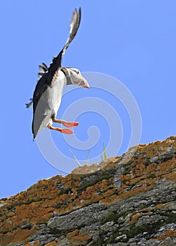 Atlantic puffin in Mingan Archipelago, Cote-Nord photo