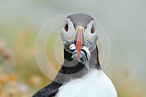 Atlantic puffin photo