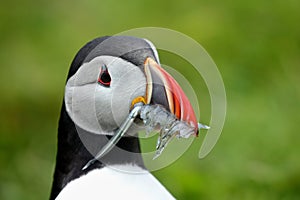 Atlantic puffin