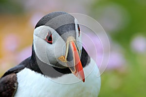 Atlantic puffin