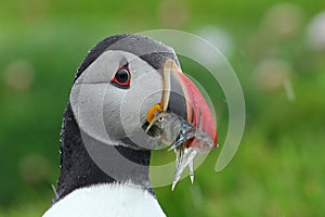 Atlantic puffin