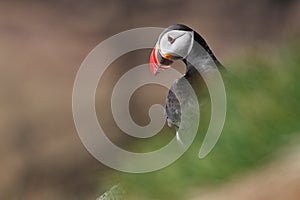 Atlantic puffin in nesting area, Iceland