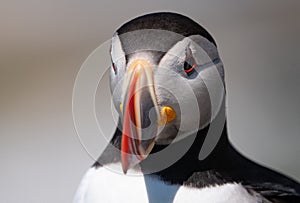 Atlantic Puffin off the Coast of Maine