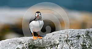 Atlantic Puffin off the Coast of Maine