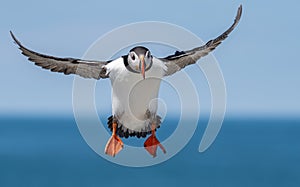 Atlantic Puffin off the Coast of Maine