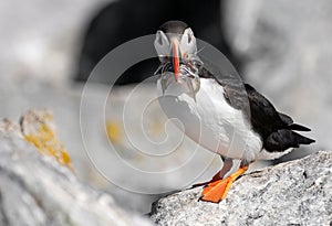 Atlantic Puffin off the Coast of Maine