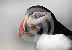 Atlantic Puffin off the Coast of Maine