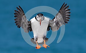 Atlantic Puffin off the Coast of Maine