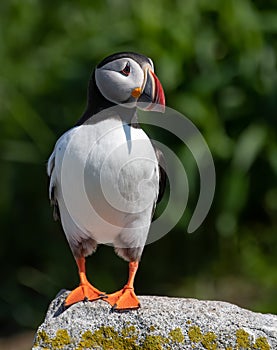 Atlantic Puffin off the Coast of Maine