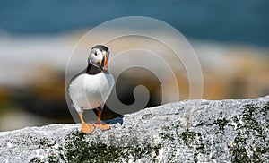 Atlantic Puffin off the Coast of Maine