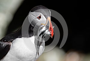 Atlantic Puffin off the Coast of Maine