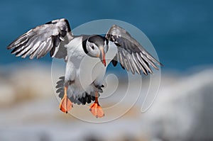 Atlantic Puffin in Maine