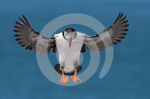 Atlantic Puffin in Maine