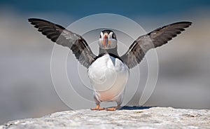 Atlantic Puffin in Maine