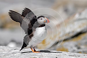 Atlantic Puffin in Maine