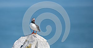 Atlantic Puffin off the Coast of Maine