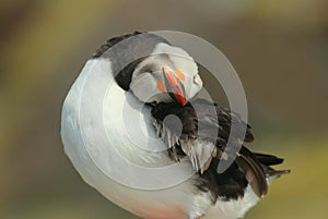 Atlantic Puffin preening
