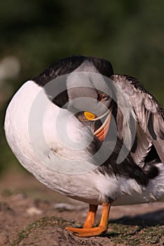 Atlantic Puffin preening