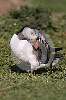 Atlantic Puffin preening