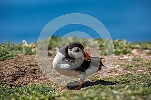 An Atlantic puffin preening its feathers photo