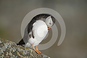 Atlantic Puffin preening on rock Runde island Norway