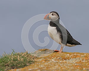 Atlantic puffin profile portrait