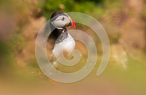 Atlantic Puffin, Puffin, Fratercula artica,